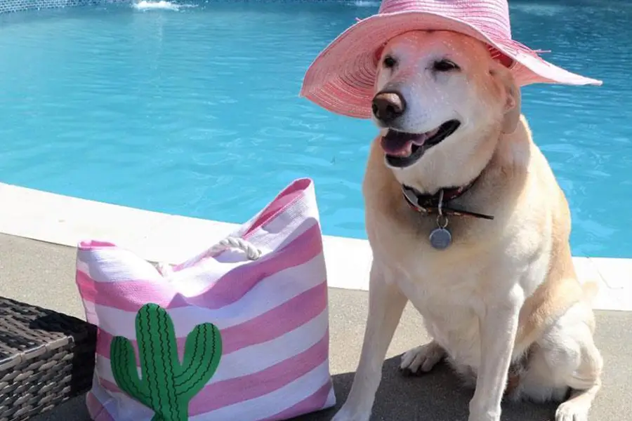 Pet dressed for hot summer weather